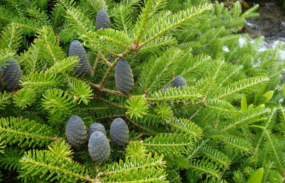 Пихта Сибирская Abies sibirica Ledeb.