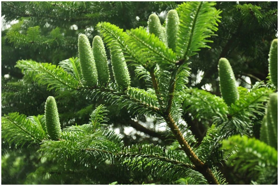 Пихта Abies Alba