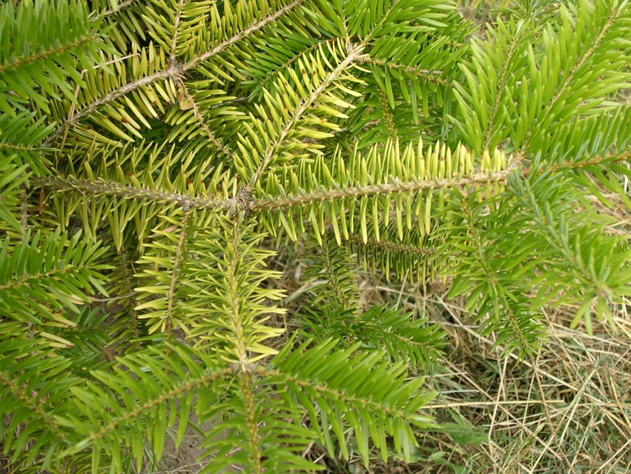 Ель обыкновенная гербарий