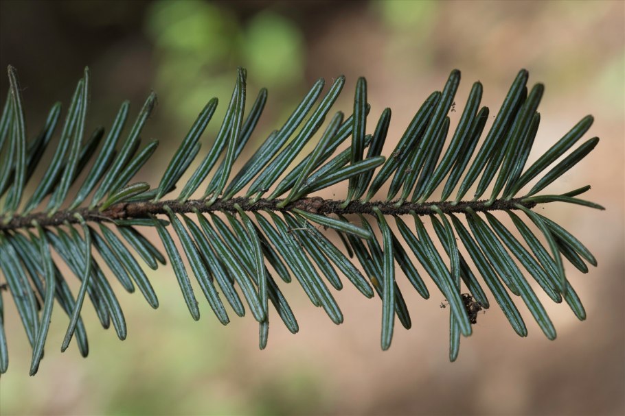 Пихта белая Abies Alba