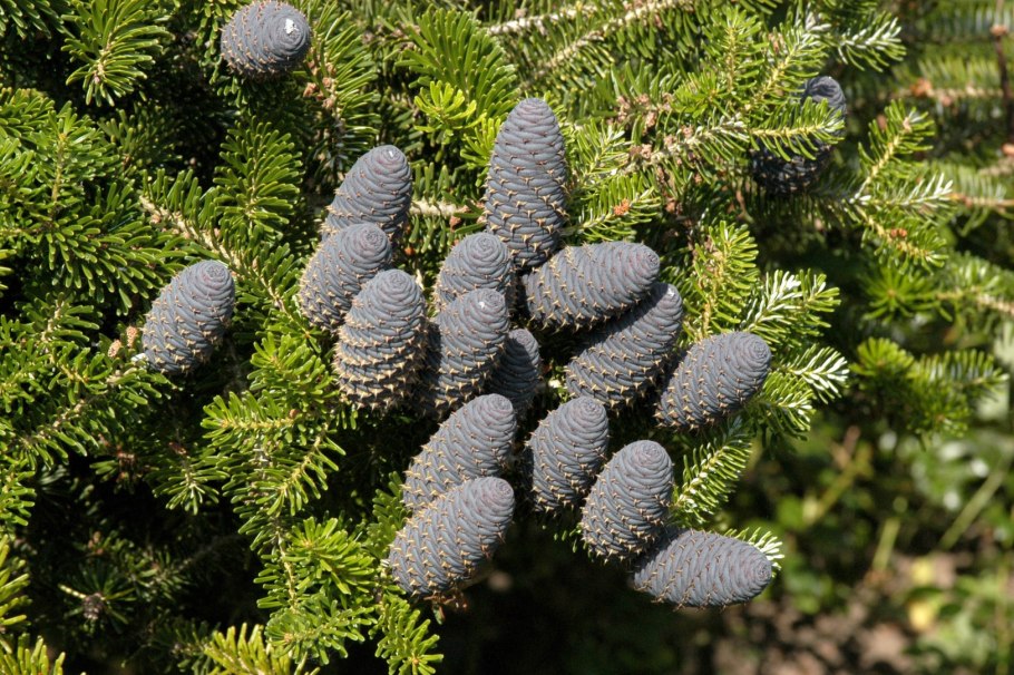 Пихта белая Abies Alba