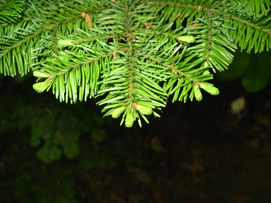 Хвойные деревья и лиственные деревья