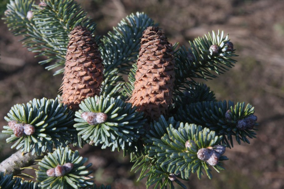 Пихта корейская Альба