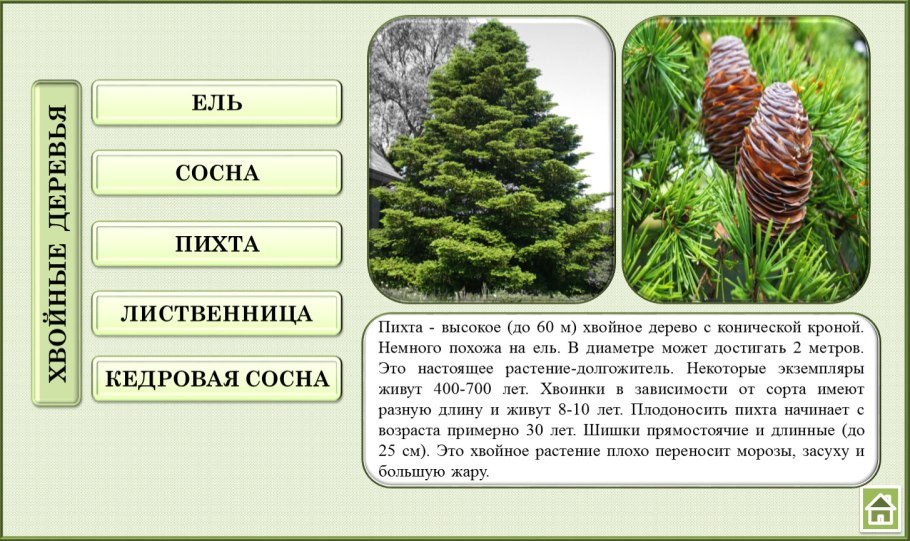 Ель пихта лиственница