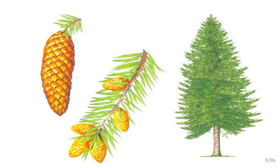 Пихта Сибирская рис ботаника