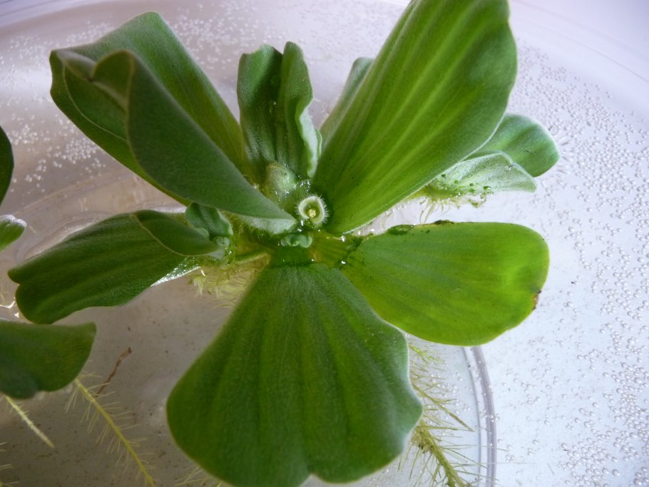 Пистия белая плесень