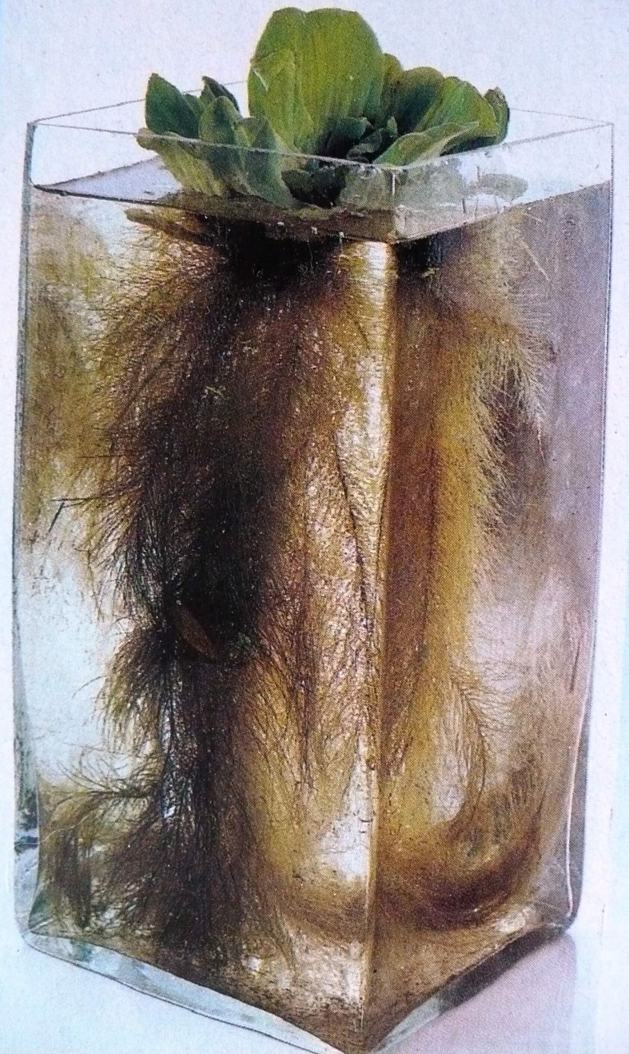 Водные корни