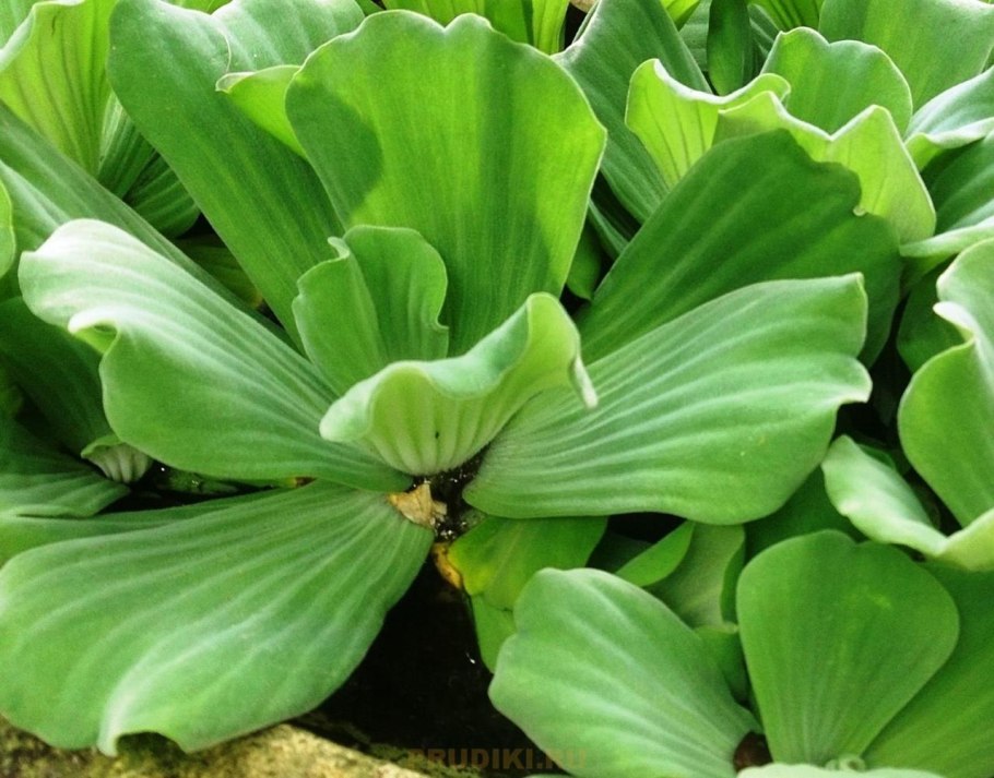 Пистия аквариумное растение