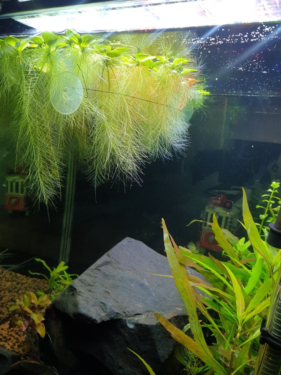 Пистия в горшке