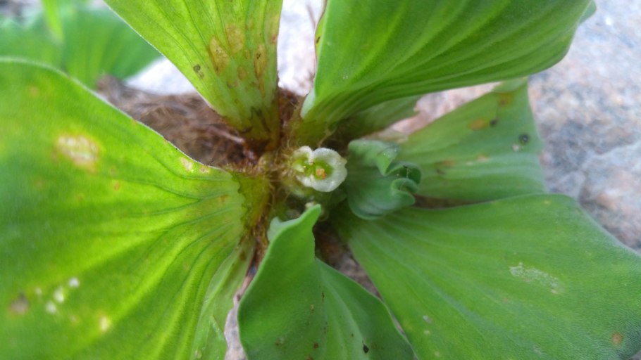 Пистия листок Белеет