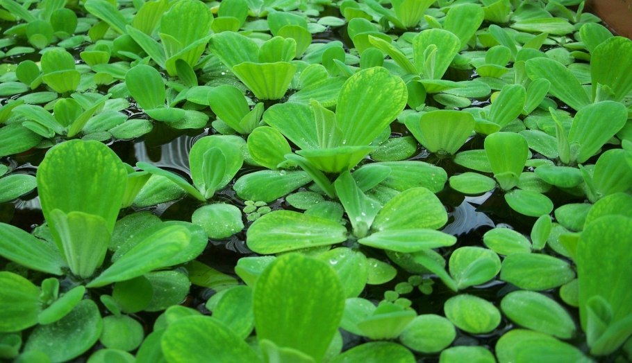 Водяная роза или пистия