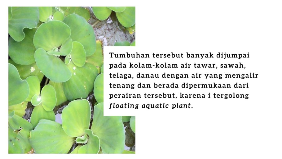 Рост пистии зависит от сезонных