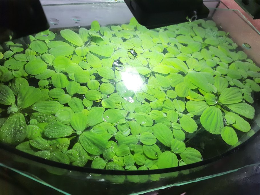 Пистия обработка в лимонной кислоте