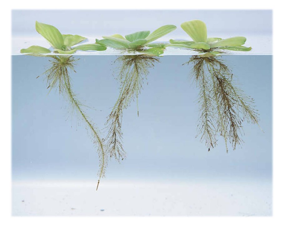 Pistia Stratiotes корни