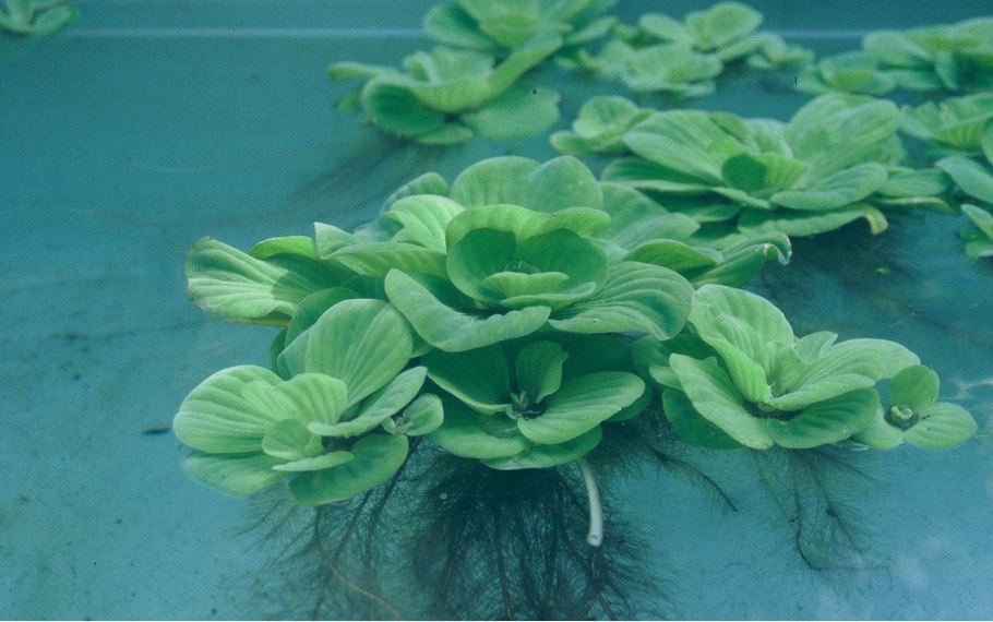 Пистия аквариумное