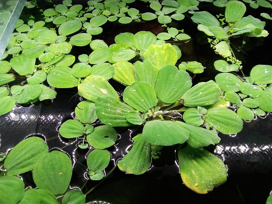 Пистия телорезовидная Pistia Stratiotes