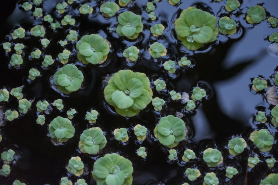 Pistia Stratiotes корни