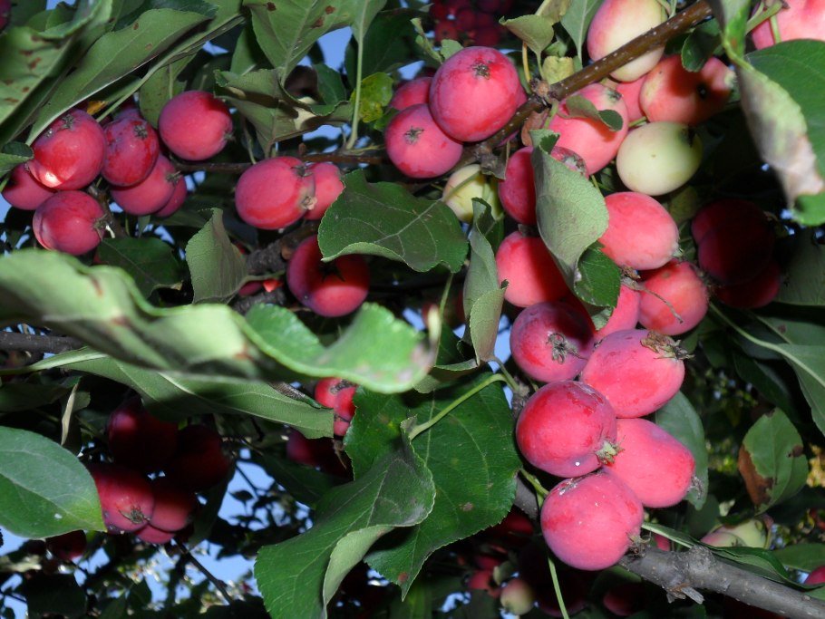 Яблоня китайка Санинская