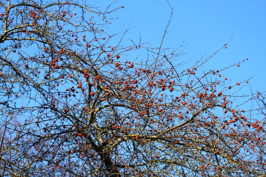 Яблоня сливолистная китайка