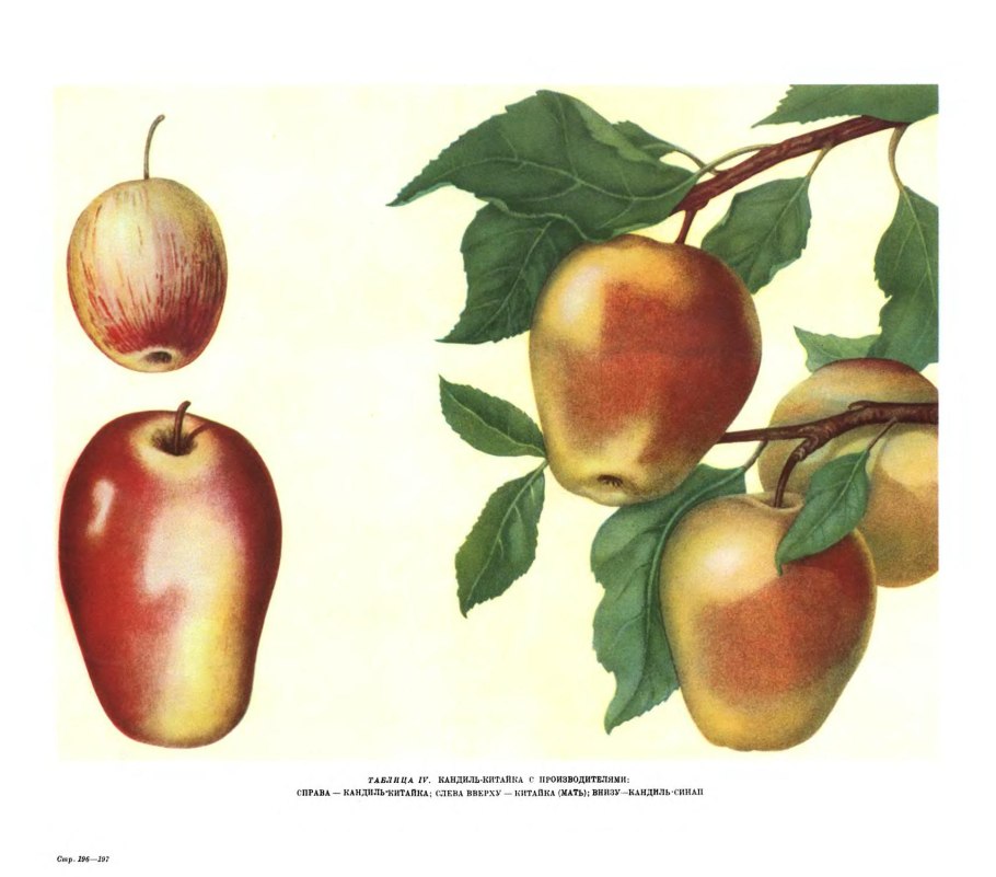 Яблоня китайка медовая