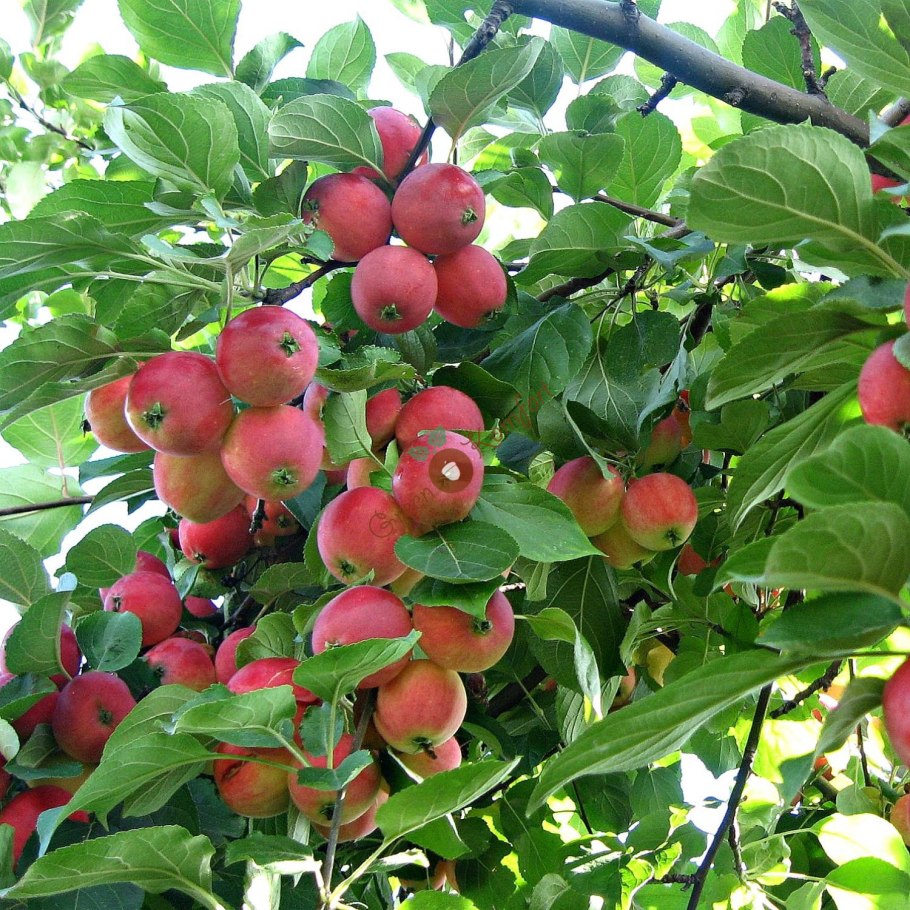 Горно Алтайская китайка яблоня