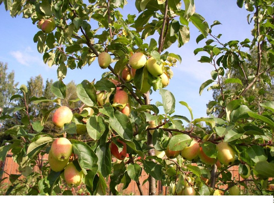 Яблоня китайская сливолистная