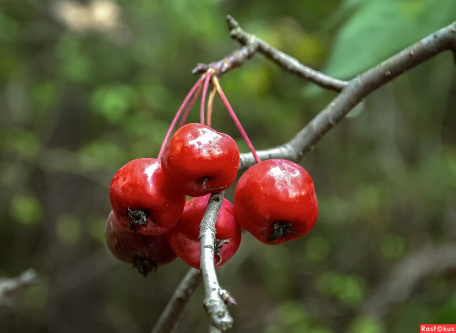 Ранетки яблочки