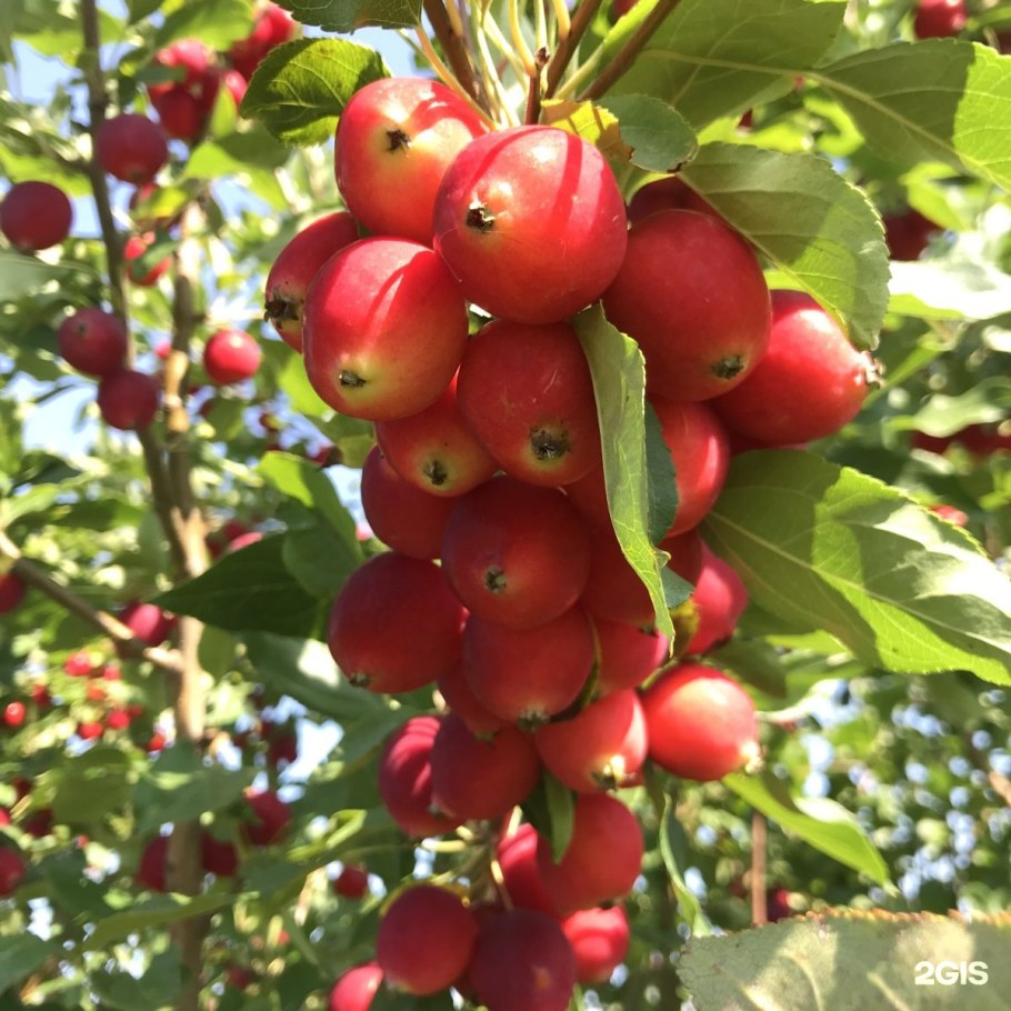 Яблоня Райские яблочки
