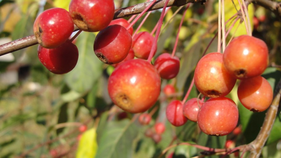 Яблоня китайская сливолистная