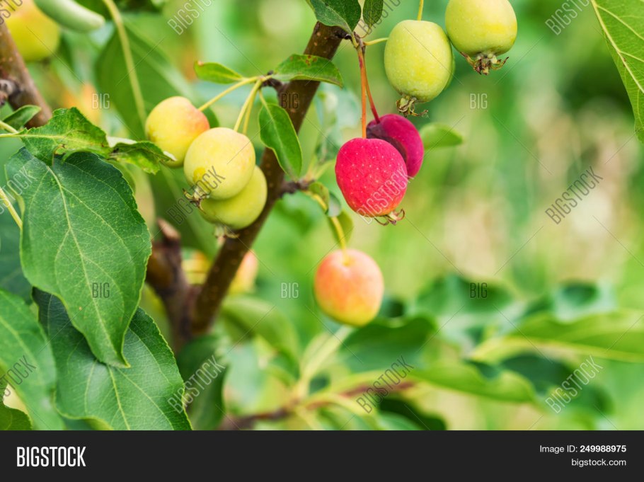 Китайское яблоко дерево