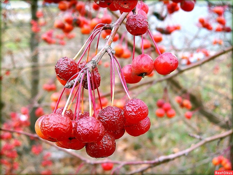 Ранетки ягода