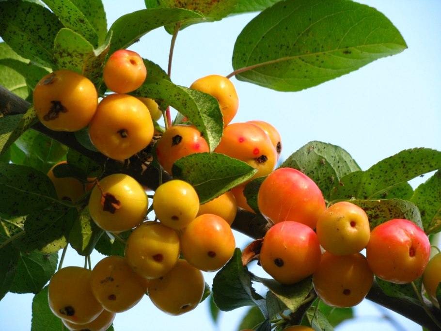 Райские яблочки Ранетки