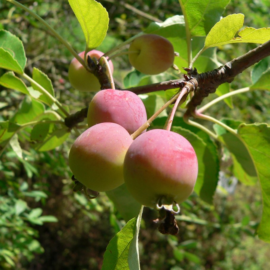 Яблоня Сливовидная