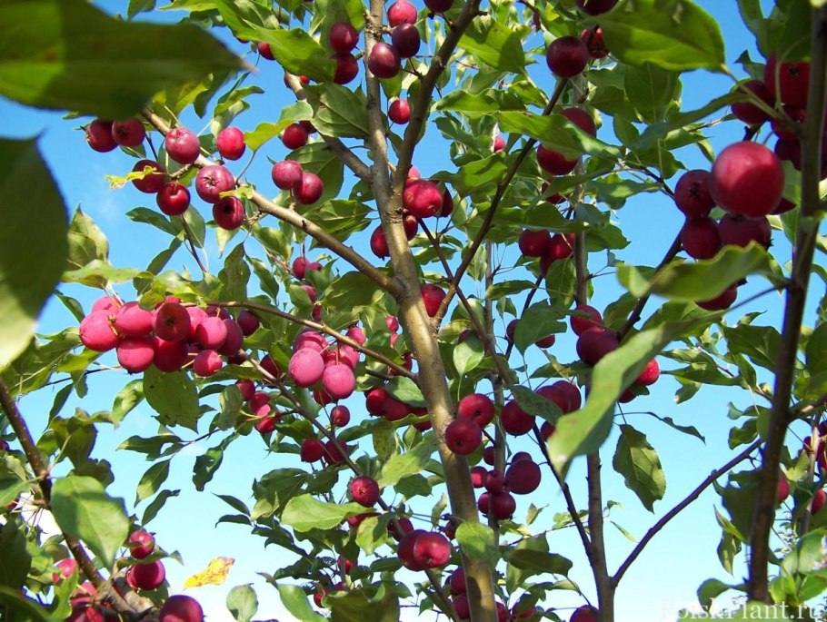 Яблоня Недзвецкого плоды