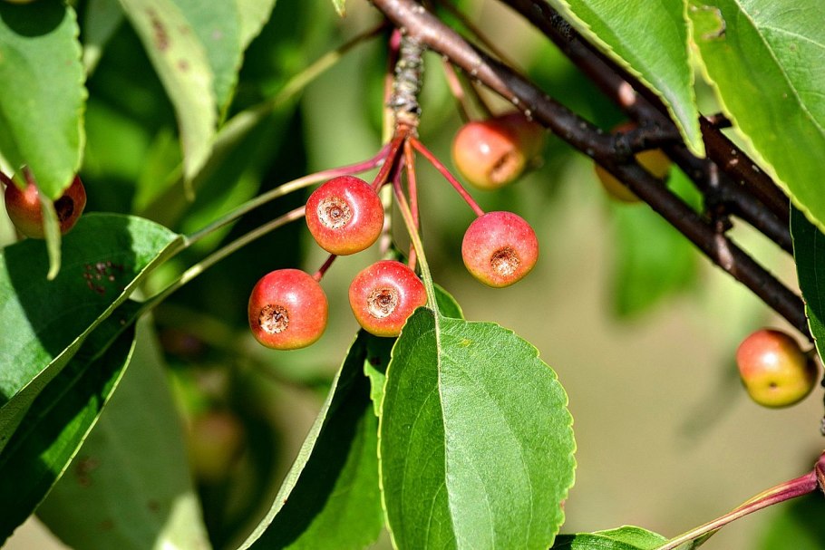 Яблоня сливолистная (Malus prunifolia)