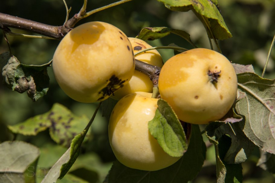 Яблоня китайка Золотая ранняя