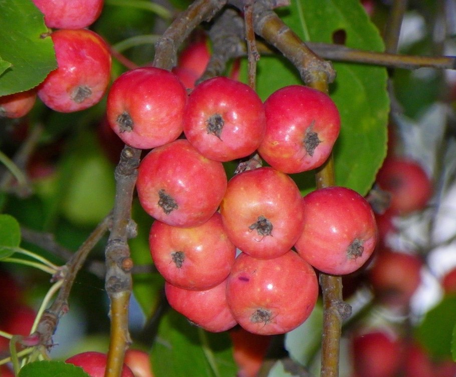 Вишнеплодная китайка