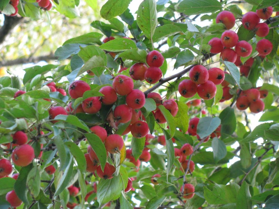 Райские яблочки сорт яблони