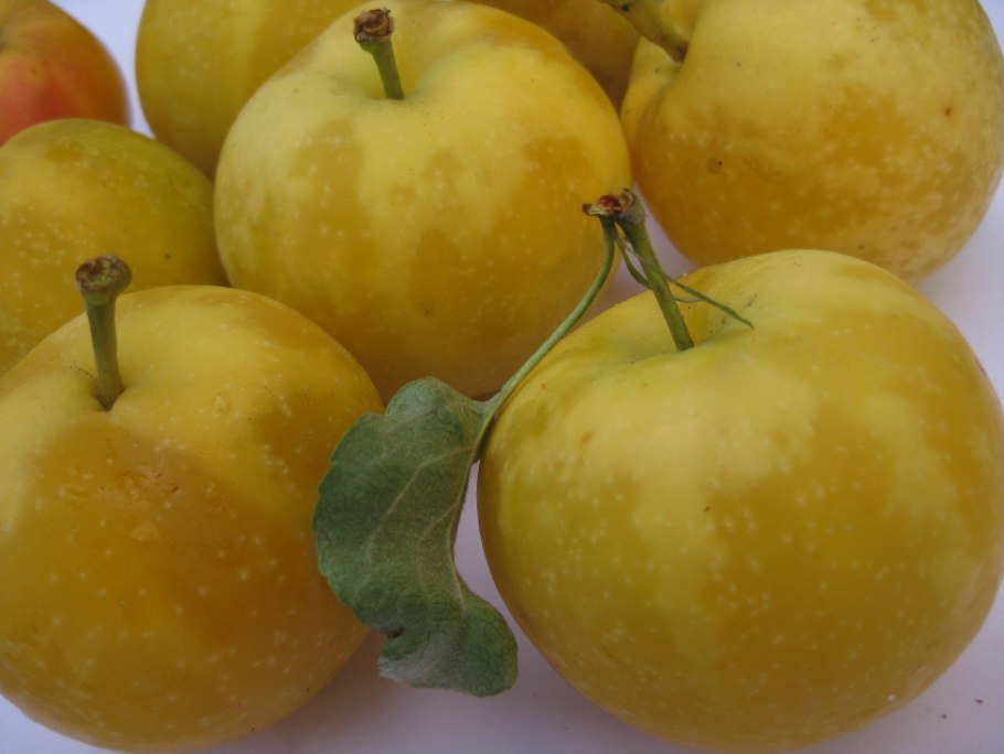 Яблоня бельфлёр китайка