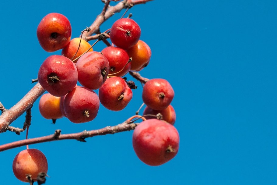 Ранетка Золотая китайка