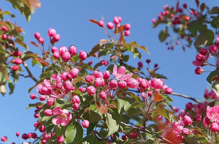 Яблоня китайская сливолистная