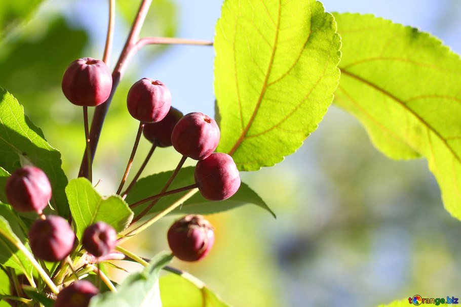 Дикая яблоня китайка