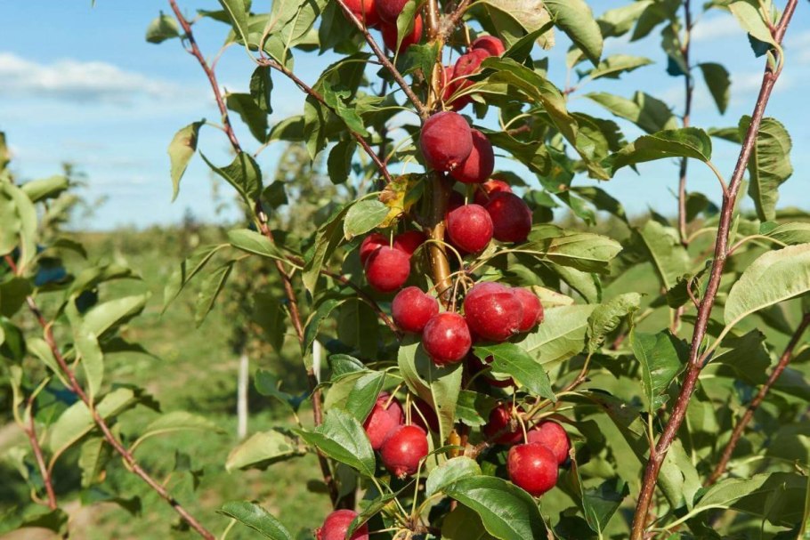 Яблоня сливолистная китайка