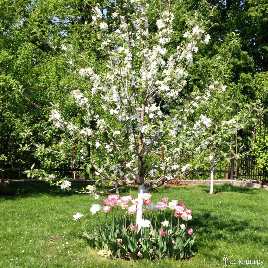 Ранетка (сортотип яблок)