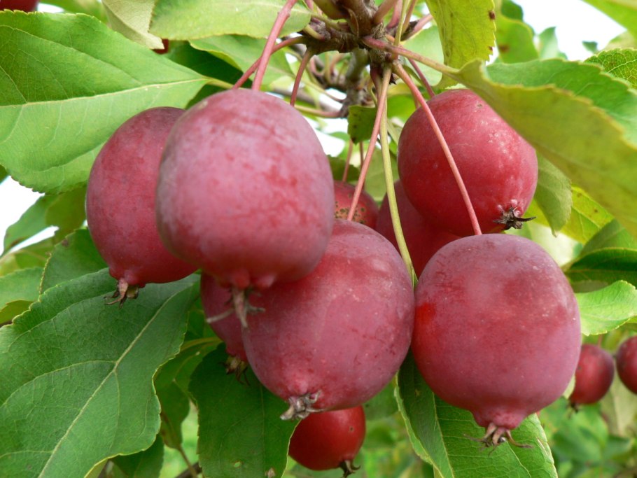 Яблоня Сливовидная