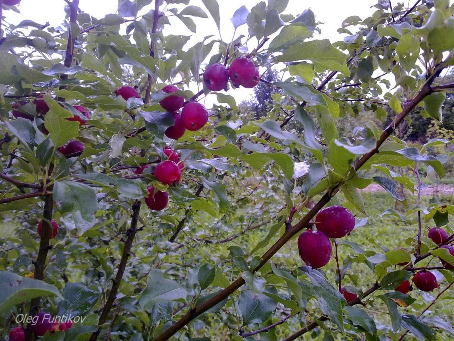 Я Блоня Райские яблоки