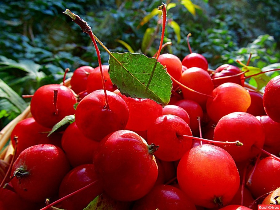 Яблоня китайка Золотая ранняя