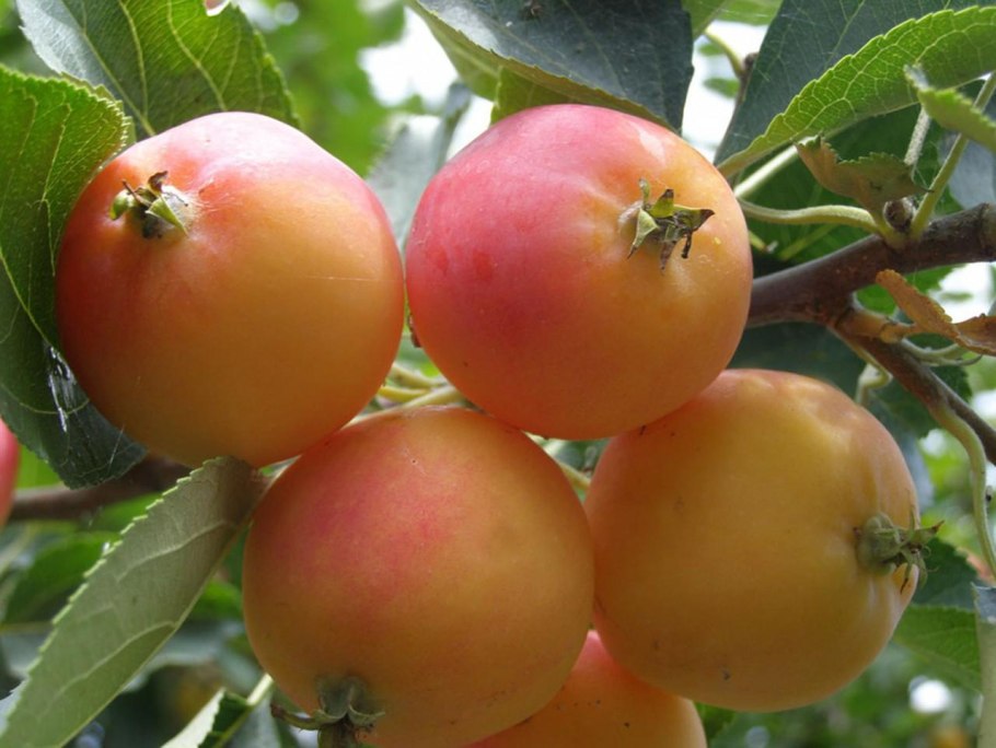 Яблоня пепинчик Красноярский