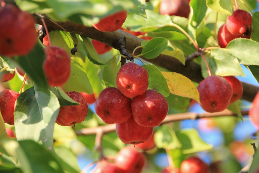 Яблоня китайка Райские яблочки