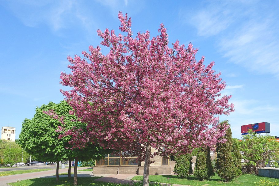 Яблоня сливолистная (Malus prunifolia)
